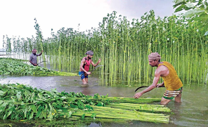 Farmers_harvesting_jute_plants_showcasing_the_natural_and_eco-friendly_jute_production_process_by_Green_Harness_Inc.