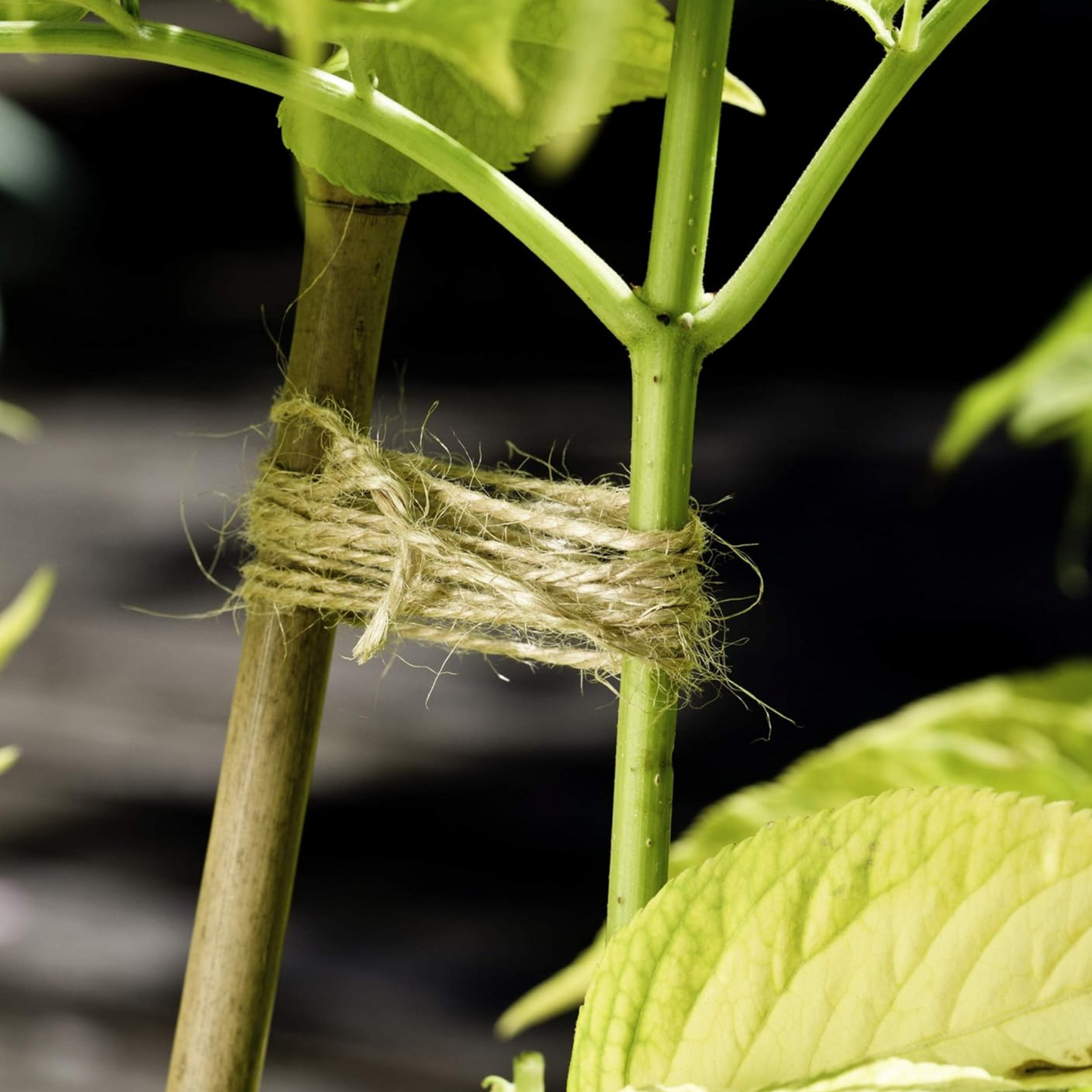 Jute Garden Nursery items