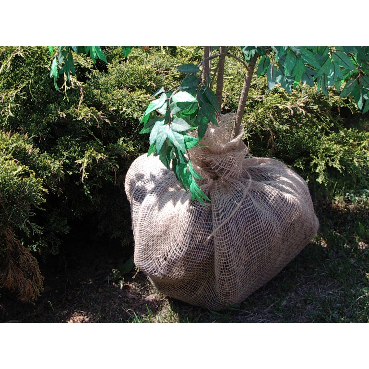 Jute Garden Nursery items